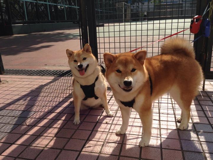 开云体育官方网站-多特蒙德未来之星崭露头角，多特蒙德新人